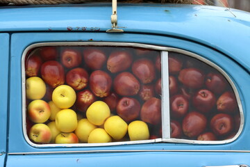 Ripe yellow and burgundy apples in the window of a blue car