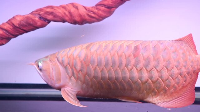 4K Malaysian golden arowana fish swimming gracefully in fish tank