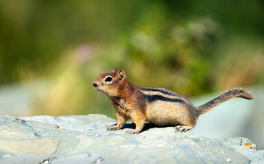 Close-up profile of a small chipmunk standing alert on a gray rock. The background is a soft green blur of foliage. Photographed in Glacier National Park on a sunny day