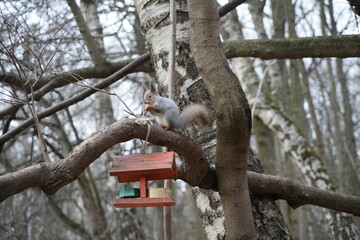Squirrel