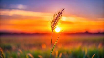 Serene Sunset Silhouette A Single Blade of Grass Stands Tall, Backlit by the Vibrant Hues of the Setting Sun, a Peaceful Meadow Scene