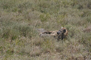 Eine Hyäne mit Beute