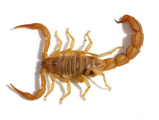 scorpion isolated on white background. Close-up a Palestinian yellow scorpio. Ideal for educational.