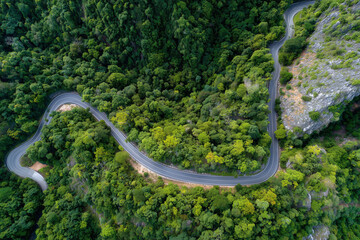 Twisting Through Emerald Canopy