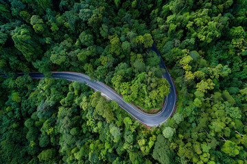 Twisting Through Emerald Canopy