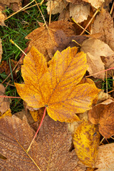 Yellow autumn leaves lie on the grass in the park.