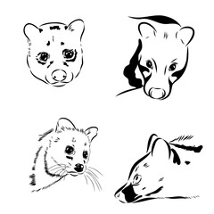 civet, vector sketch