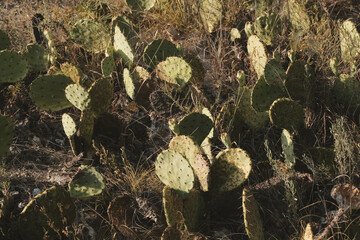 Prickly pear cactus in Texas landscape during winter season in nature.