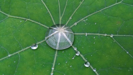 Wassertropfen auf einem Blatt