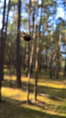 Spinne im Wald