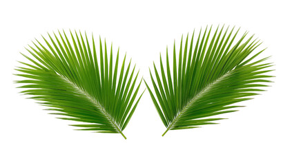 Two vibrant palm fronds elegantly displayed on a clear setting radiating tropical allure and