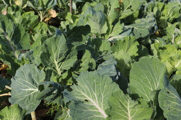 Quintal de couve penca