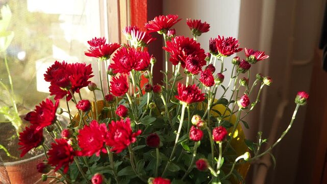 Chrysanthemums, mums or chrysanths, perennial herbaceous flowering plants in Asteraceae that bloom in the autumn. Horticultural varieties and cultivars. Compound inflorescence is array of flower heads