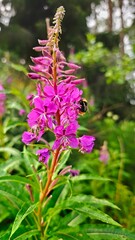 Obraz premium Close up macro shot of a bee in a pink and purple flower