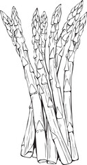 Black Ink Asparagus Line Art