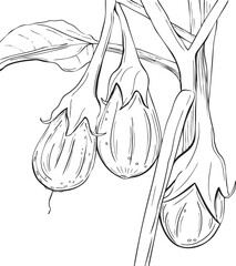 Eggplant Pen and Ink Drawing
