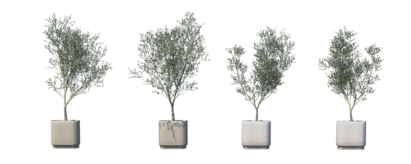 3D render of an olive tree plant with natural green leaves and realistic texture.