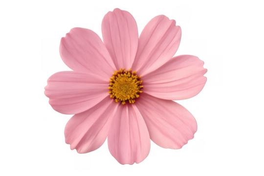 Pink cosmos flower blooming with delicate petals and golden center, isolated on transparent background
