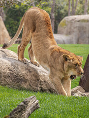 African Lion (Panthera leo)