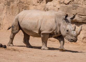 Southern White Rhinoceros (Ceratotherium simum simum)