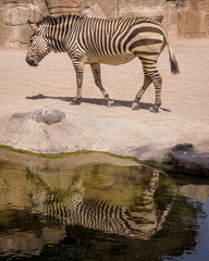 Hartmann's mountain zebra (Equus zebra hartmannae)