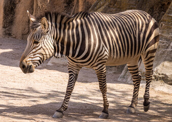 Hartmann's mountain zebra (Equus zebra hartmannae)
