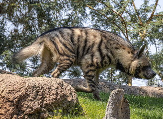 Striped Hyena (Hyaena hyaena)