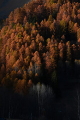 autunno boschi alberi 
