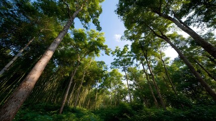 Looking up through a lush green forest canopy with sunlight filtering through tall trees against a clear blue sky