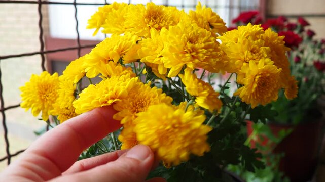 Chrysanthemums, mums or chrysanths, perennial herbaceous flowering plants in Asteraceae that bloom in the autumn. Horticultural varieties and cultivars. Compound inflorescence is array of flower heads