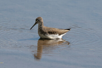 Chevalier guignette,Actitis hypoleucos, Common Sandpiper