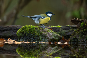 Mésange charbonnière,Parus major, Great Tit,