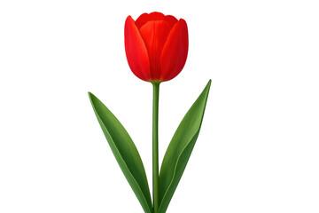 Obraz premium Red tulip blooming, symbolizing spring, love, and passion, with fresh green leaves on a transparent background