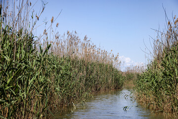 Narrow waterway on the lake in Parque Natural de la Albufera, Valencia, Spain