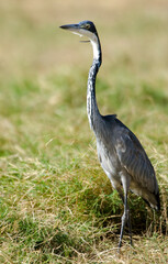 Héron mélanocéphale