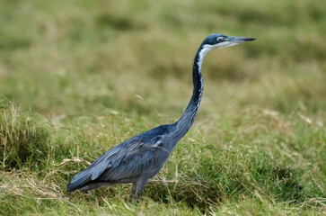 Héron mélanocéphale