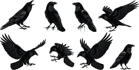 Obraz premium Detailed black crow and raven silhouettes set in various poses and flight positions, realistic bird illustration vector design for gothic and nature themes