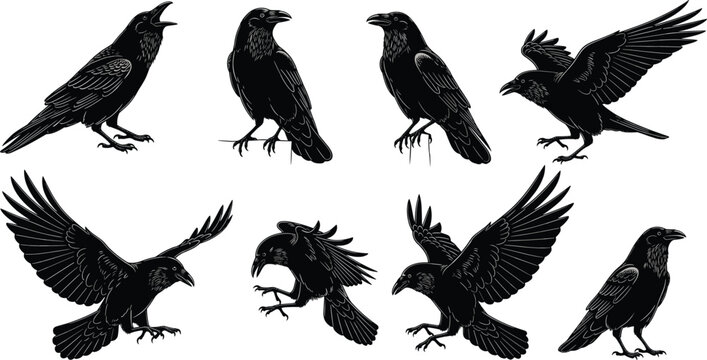 Detailed black crow and raven silhouettes set in various poses and flight positions, realistic bird illustration vector design for gothic and nature themes