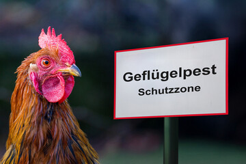 Schild mit der Aufschrift GEFLÜGELPEST SCHUTZZONE neben einem Hahn