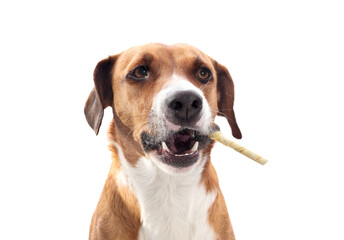 Isolated dog with chew stick in mouth like a cigar. Front view of puppy dog with rawhide chew stick to the side. dental health, happiness and mental enrichment. Female Harrier mix. Selective focus.