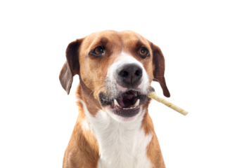 Isolated dog with chew stick in mouth like a cigar. Front view of puppy dog with rawhide chew stick to the side. dental health, happiness and mental enrichment. Female Harrier mix. Selective focus.