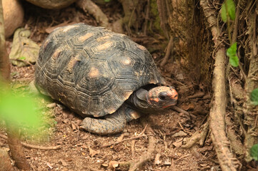 jabuti-piranga. Reptile of the Testudinidae family. It is a species endemic to Central America, South America, and the Caribbean.