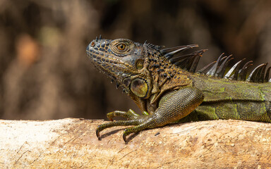 Grüne Leguan (Iguana iguana)
