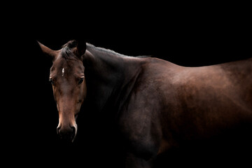fine art horse equine dark black background