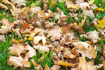 Background of fallen dry leaves on green grass