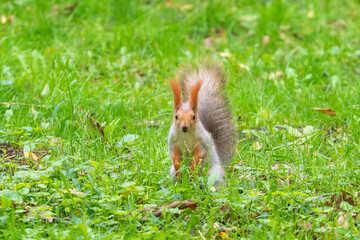 Wild red squirrel in the park