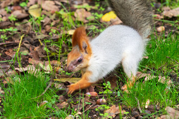 Wild red squirrel in the park