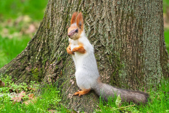 Wild red squirrel in the park