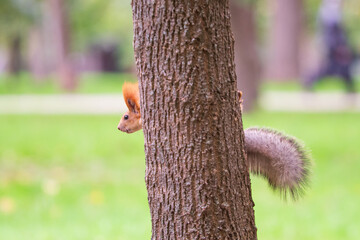 Wild red squirrel in the park
