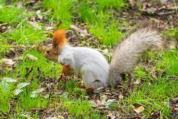 Wild red squirrel in the park